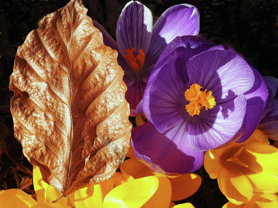 Copperleaf And Crocus Spring Surprise Photograph by OBT Imaging