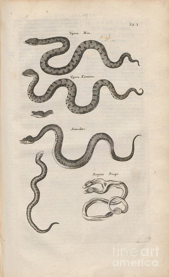 Copperplate print snakes o1 Photograph by Historic illustrations - Fine ...