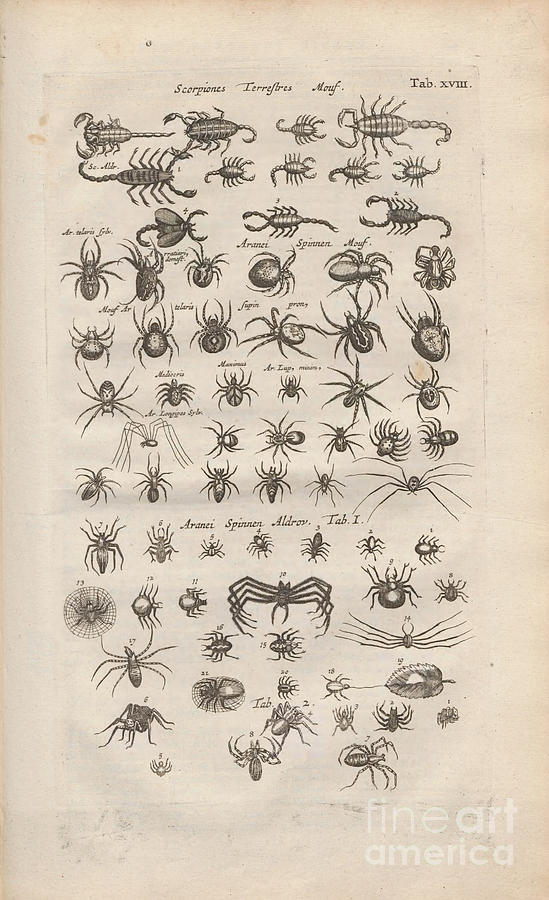 Copperplate print spiders o1 Photograph by Historic illustrations
