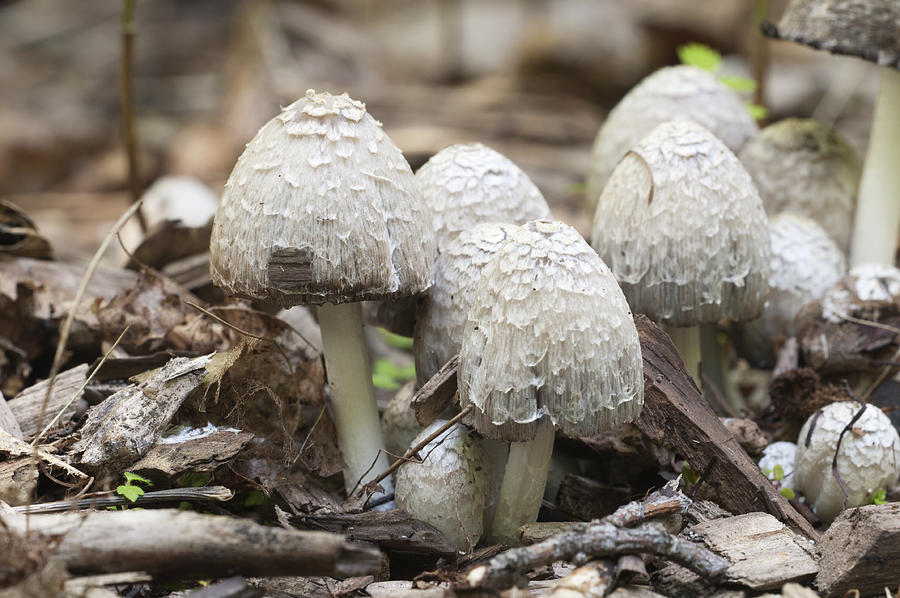 Coprinus comatus mushrooms Photograph by Alexander62