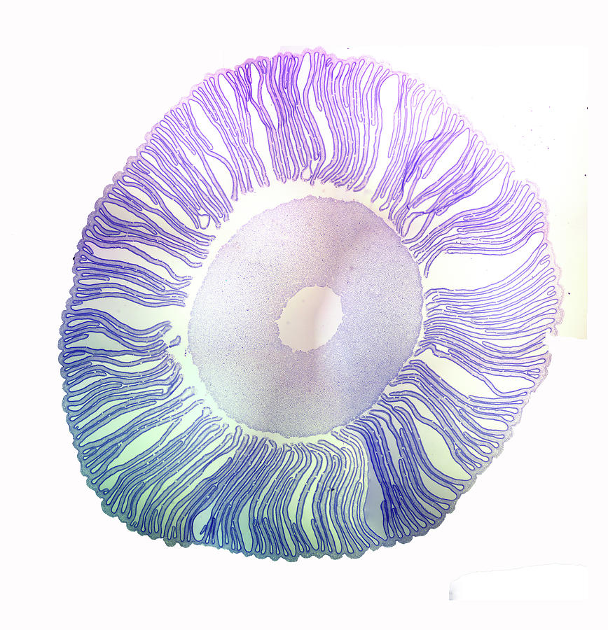 Coprinus mushroom section stained Photograph by Steve Estvanik