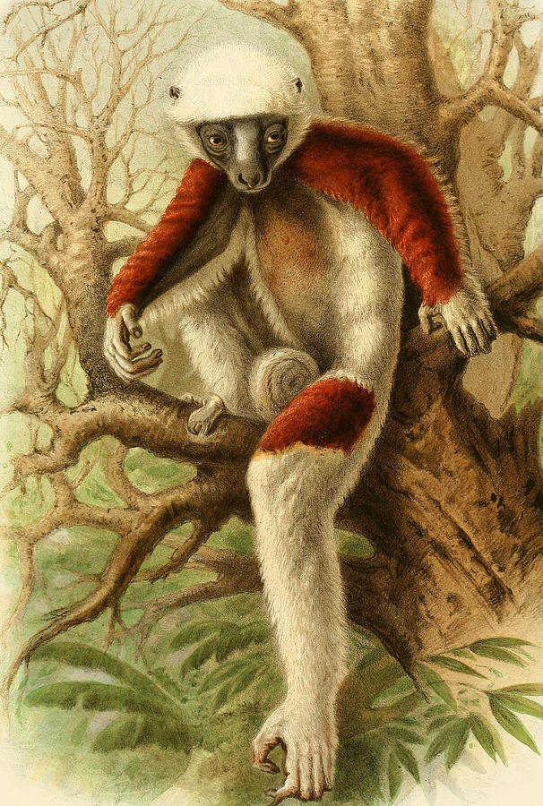 Coquerels sifaka Mixed Media by World Art Collective