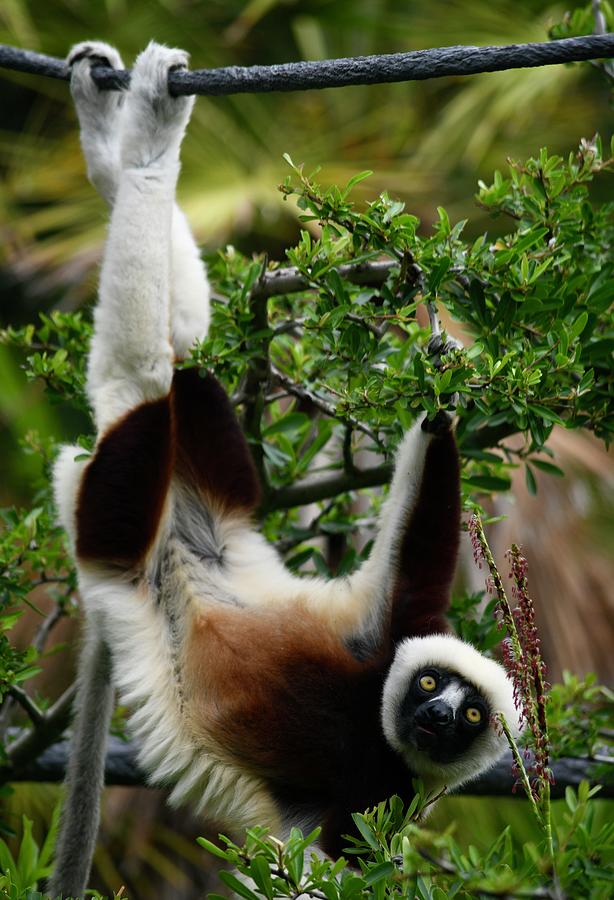 Mammal Photograph - Coquerels Sifaka Lemur Hanging Out by Richard Bryce and Family