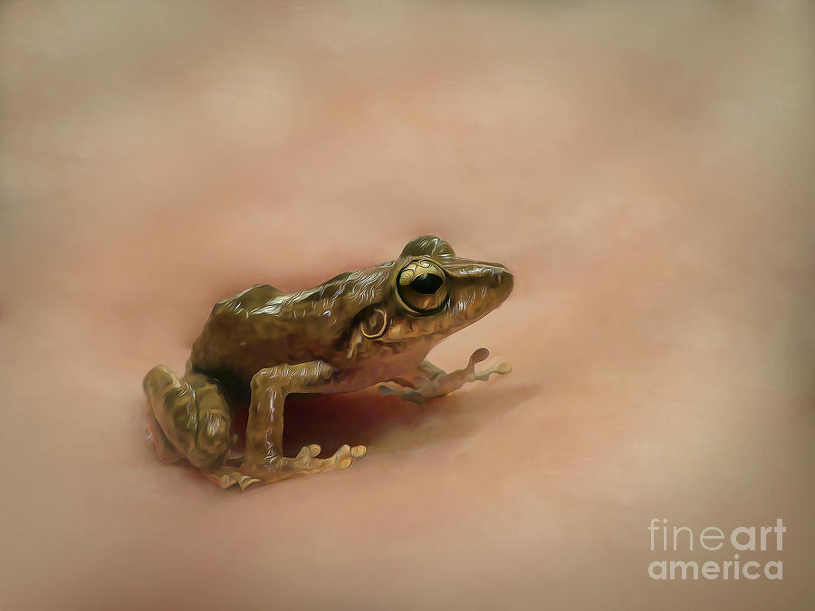 Coqui Frog Hawaii Photograph by Teresa A and Preston S Cole Photography