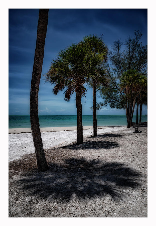 Coquina Beach and  Trees Photograph by ARTtography by David Bruce Kawchak