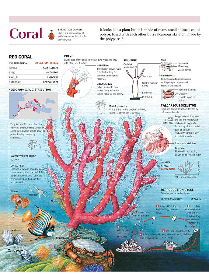 Coral Digital Art by Album