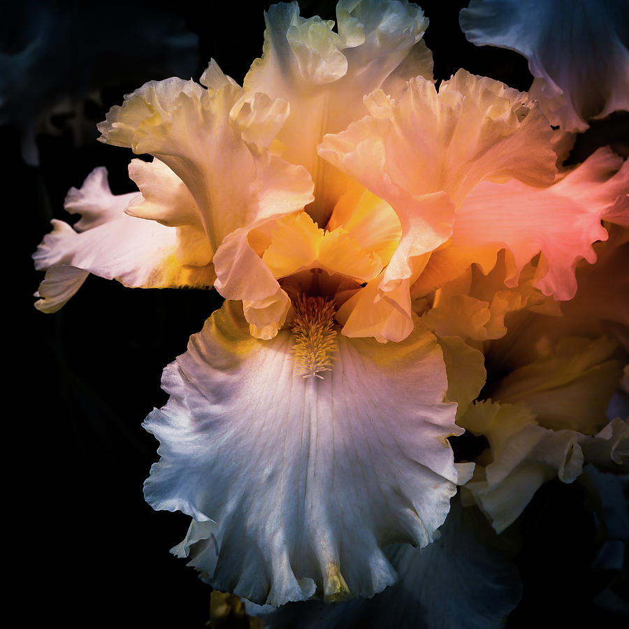 Coral and Blue Iris Photograph by David Patterson
