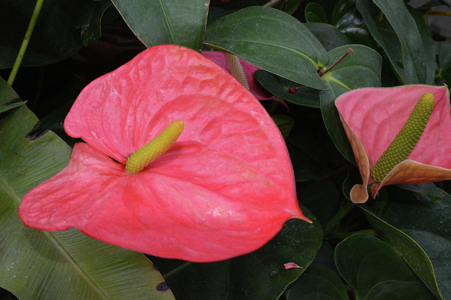Coral Anthurium Lily Photograph by Jerry Griffin
