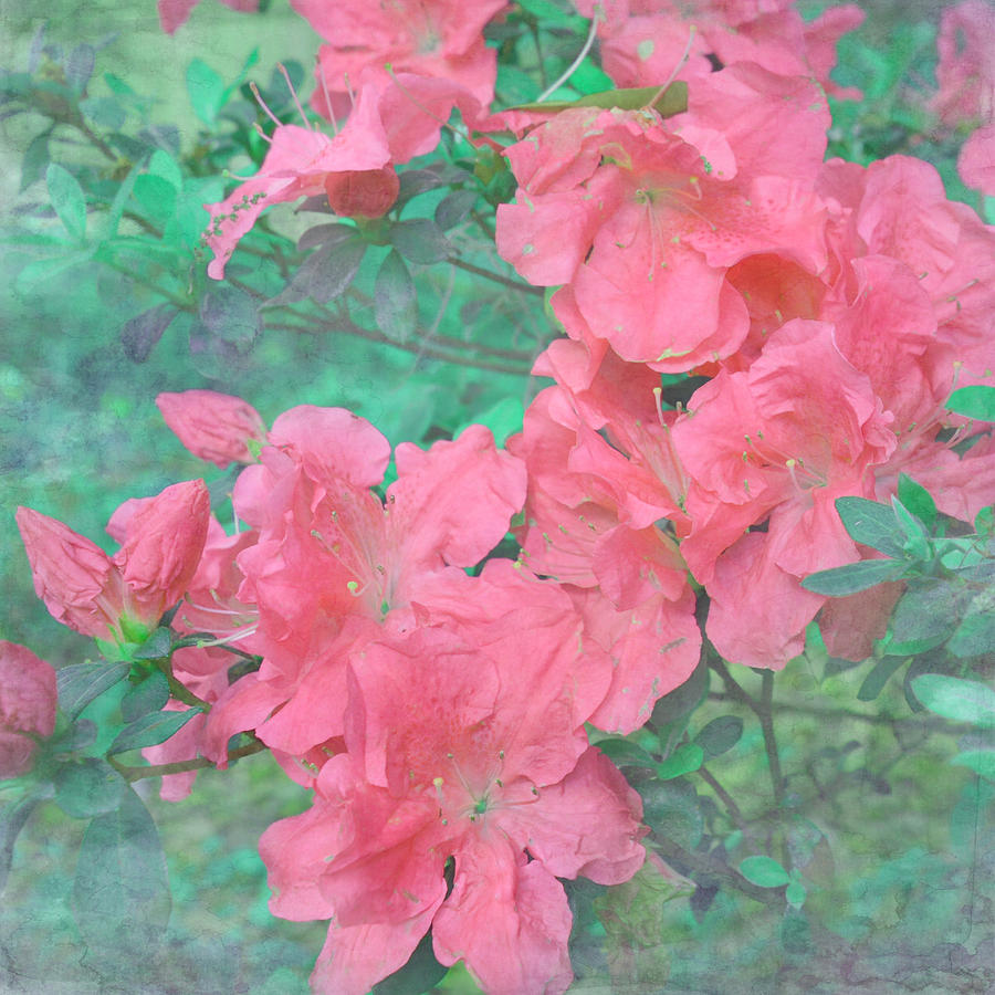 Coral Azaleas Photograph by Aimee L Maher ALM GALLERY