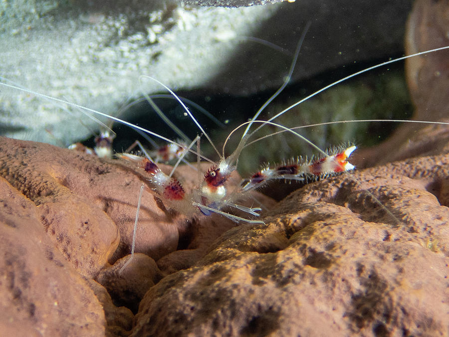 Coral banded shrimp Photograph by Brian Weber