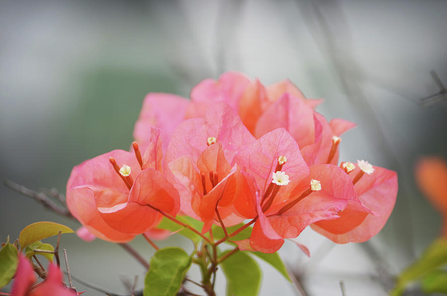 Coral Blossoms Photograph by Sasha Kelton - Fine Art America