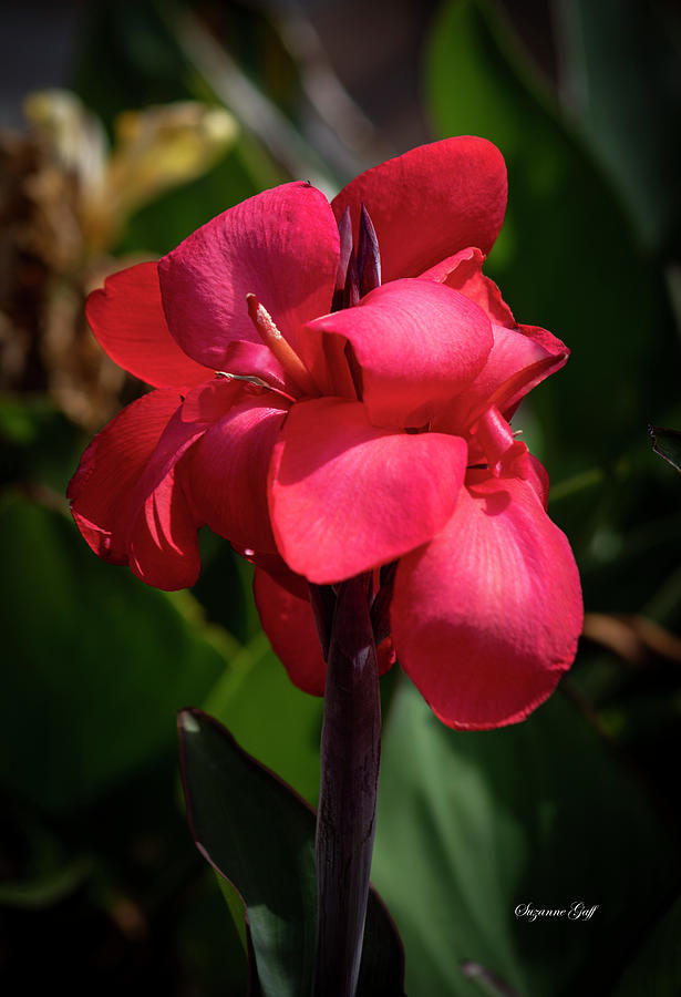 Coral Canna Lily Photograph by Suzanne Gaff