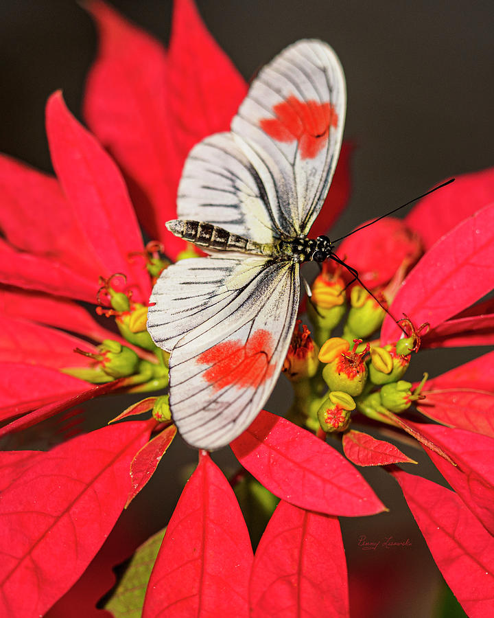Butterfly Photograph - Coral Caroline by Penny Lisowski
