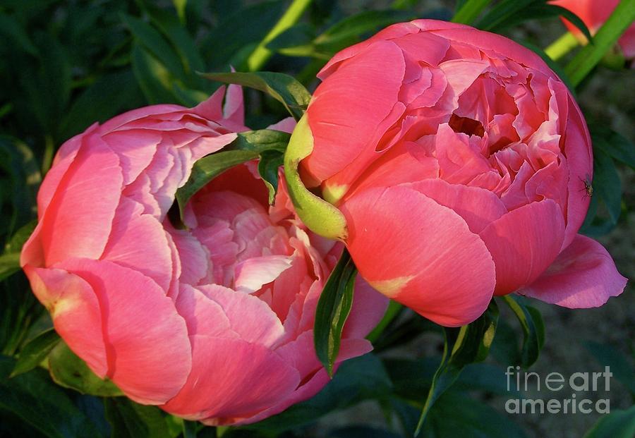 Coral Charm Peony in Morning Sun Photograph by Stephanie Weber