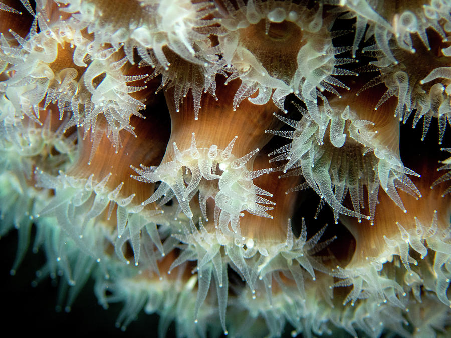 Coral close-up Photograph by Brian Weber