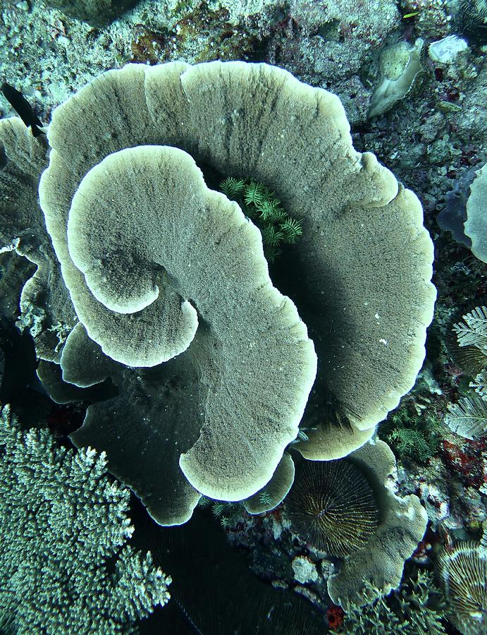 Coral Clusters Photograph