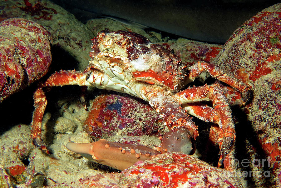 Coral Crab 4  Photograph by Daryl Duda