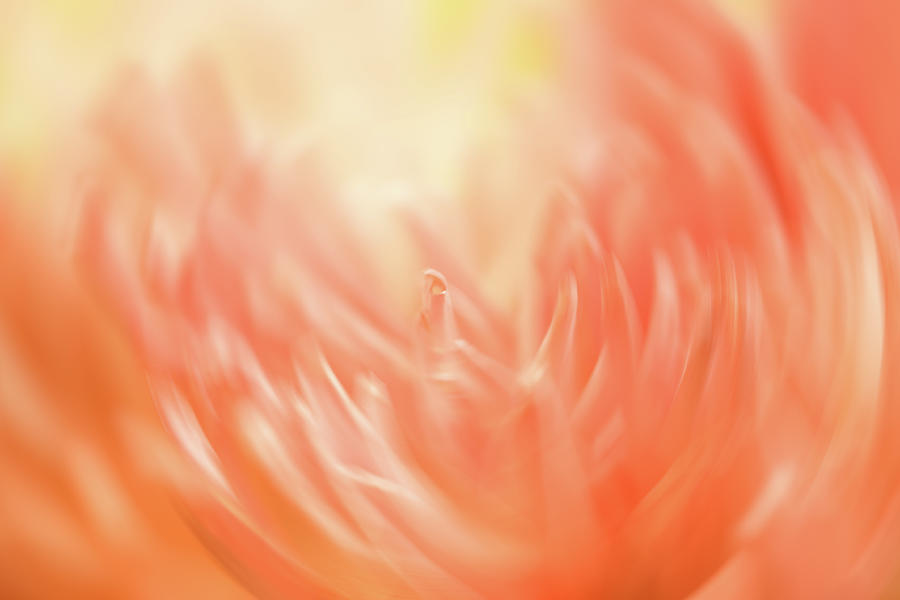 Coral Flower Abstract 1 Photograph by Joni Eskridge