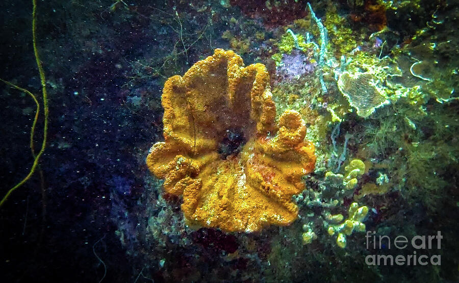 Coral-Flower Photograph by Kip Vidrine