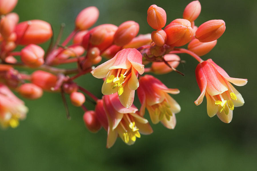 Coral Glow Texas Yucca Blossoms - Hesperaloe Photograph by Kathy Clark
