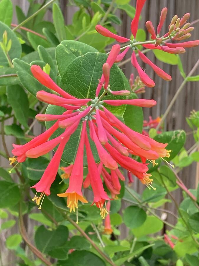 Coral Honeysuckle Photograph by Catherine Corzine - Fine Art America