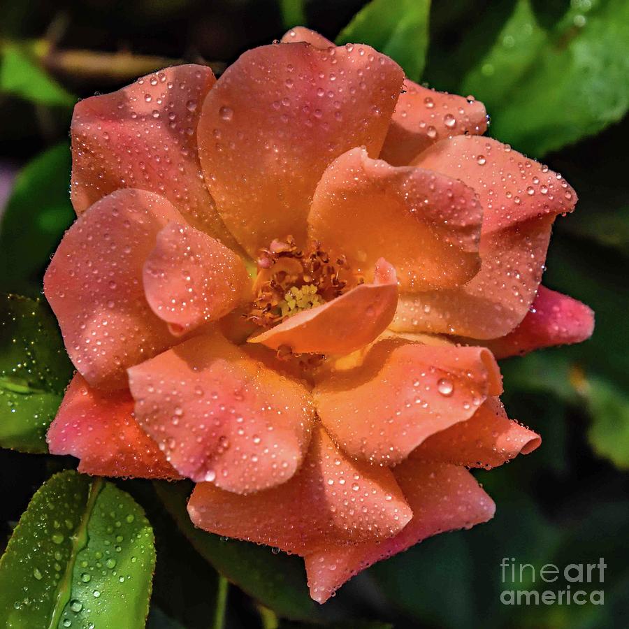Coral Knock Out Rose Covered In Water Droplets Photograph