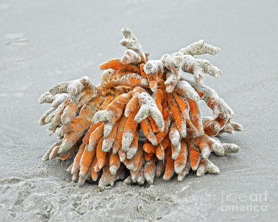Coral On The Beach Photograph
