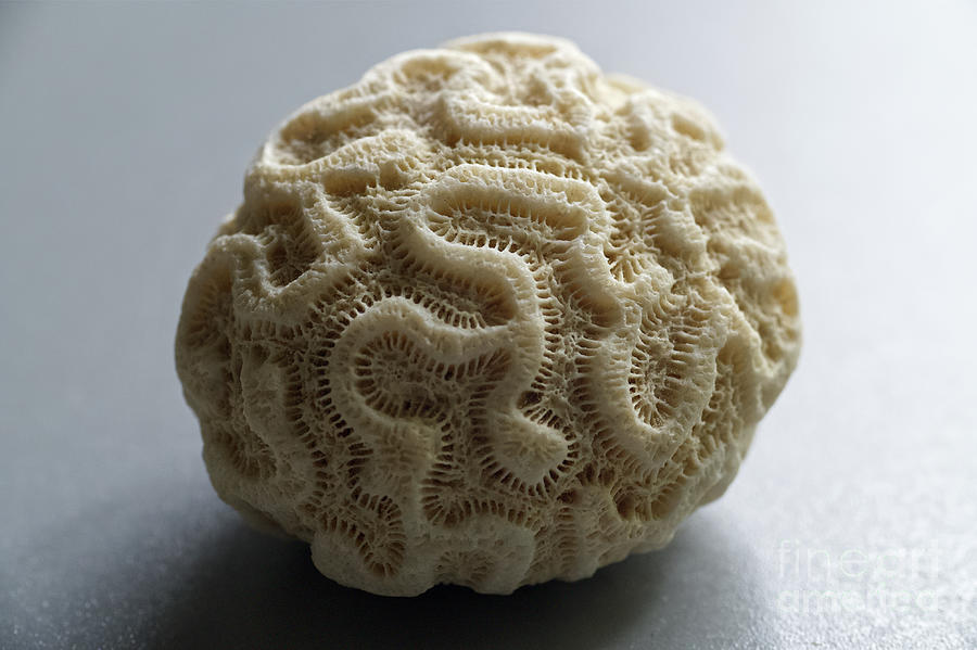 Coral Photograph by Phil Perkins