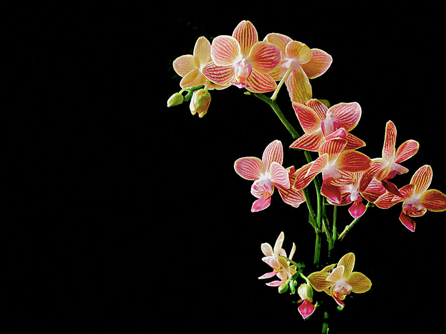 Coral Pink Moth Orchid Photograph by Susan Maxwell Schmidt