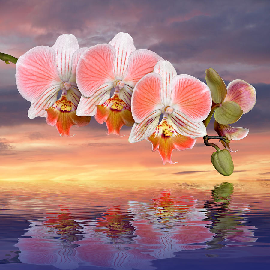 Coral Pink Orange Orchid Sunset Reflections Photograph by Gill Billington