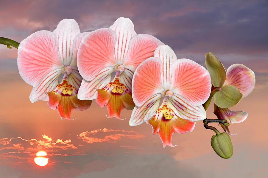 Coral Pink Orange Orchid Sunset Photograph by Gill Billington