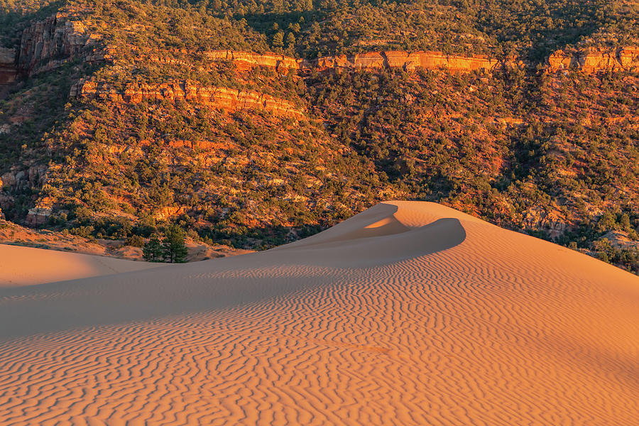 Coral Pink Sand Dunes Photograph by Marc Crumpler