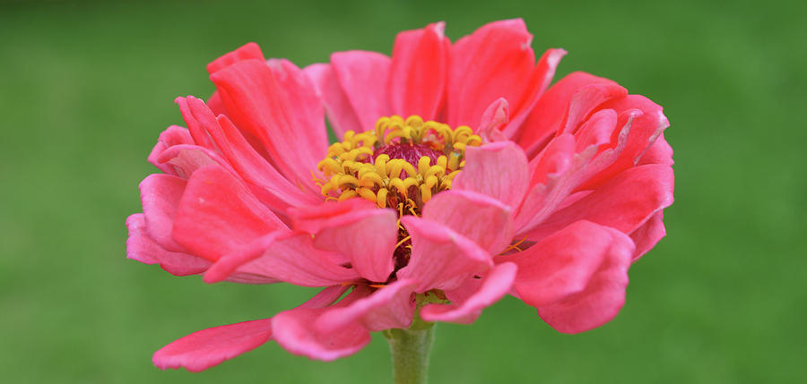 Coral pink Zinnia against green background  Photograph by Jennifer Wallace
