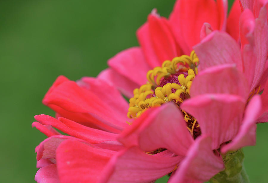 Coral Pink Zinnia Angled With Green Background Photograph by Jennifer Wallace
