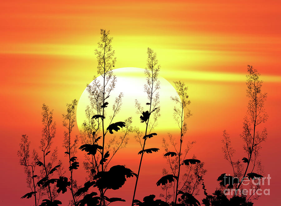 Sunset Photograph - Coral Plume at Sunset by Warren Photographic