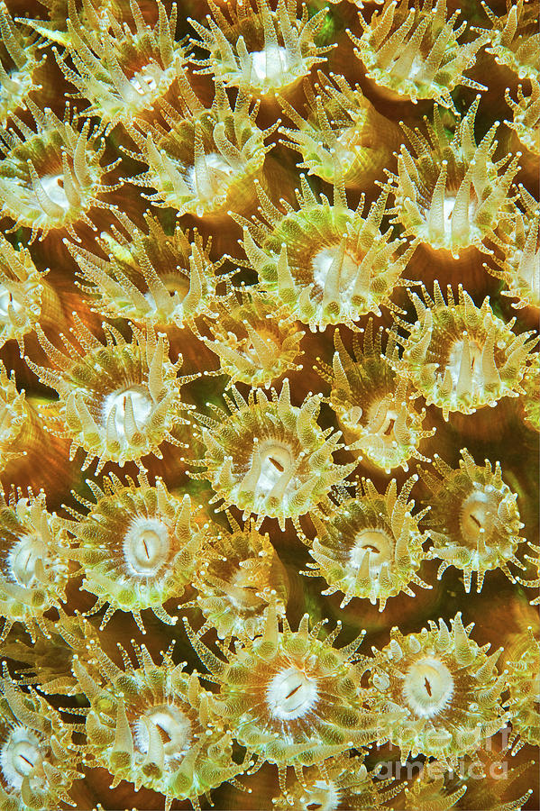 Coral Polyp closeup CO9421 Photograph by Mark Graf