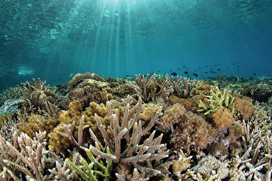 Coral Reef 1 Photograph by Tanya G Burnett