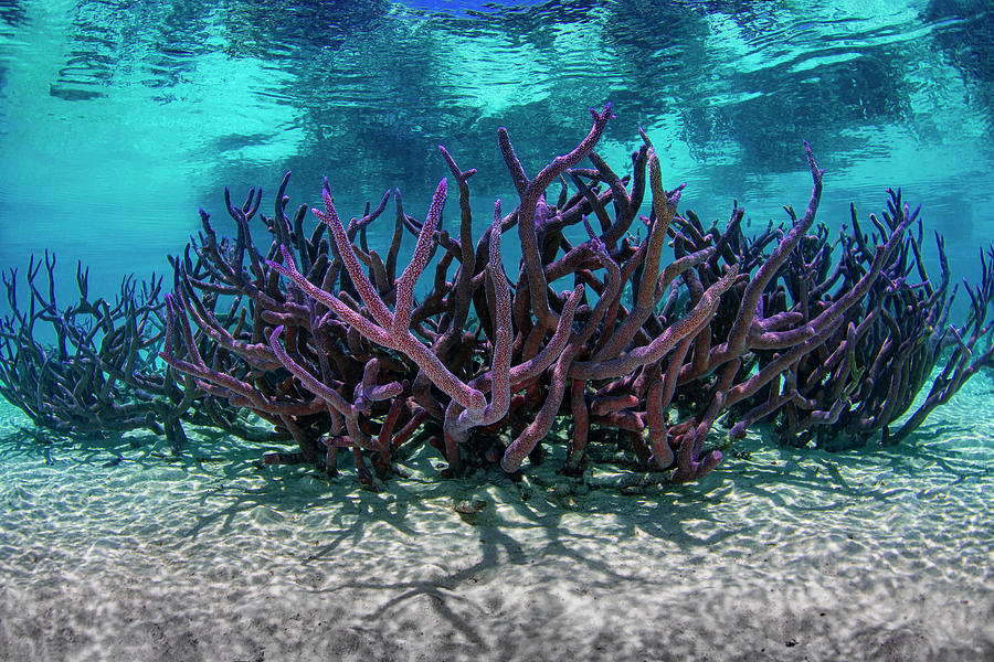 Coral Reef 3 Photograph by Tanya G Burnett