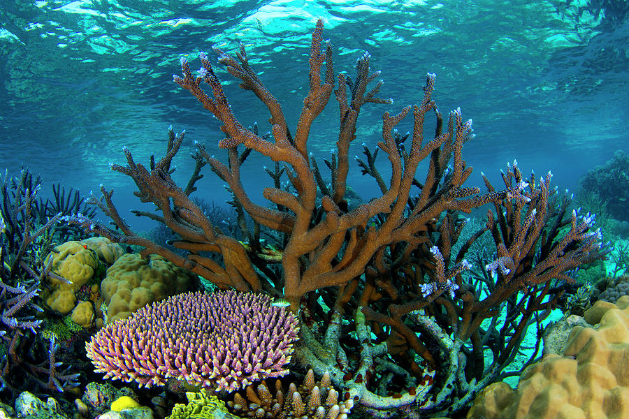 Coral Reef 5 Photograph by Tanya G Burnett