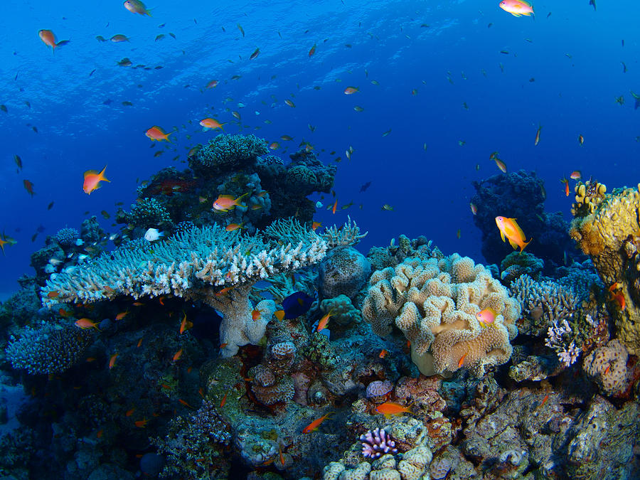 Coral reef Photograph by A. Martin UW Photography