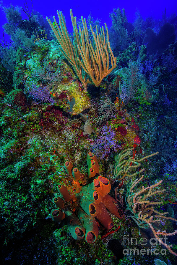 Coral Reef at Bloody Bay Wall RF10700 Photograph by Mark Graf