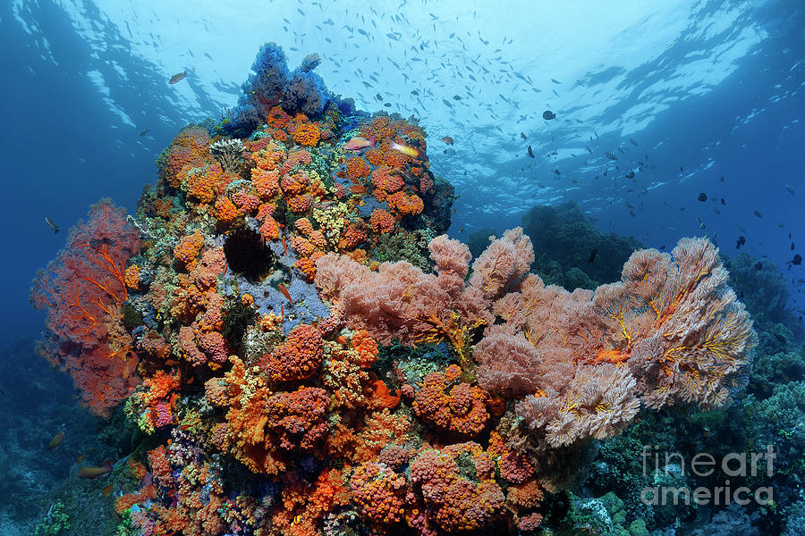 Coral Reef in Red Photograph by Norbert Probst