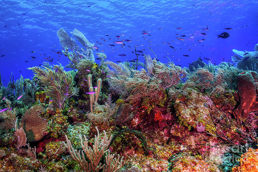 Coral Reef off Little Cayman Island RF9582 Photograph by Mark Graf