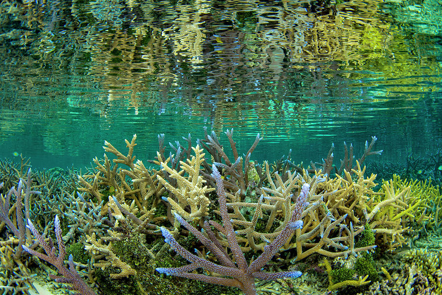 Coral Reflection 1 Photograph by Tanya G Burnett