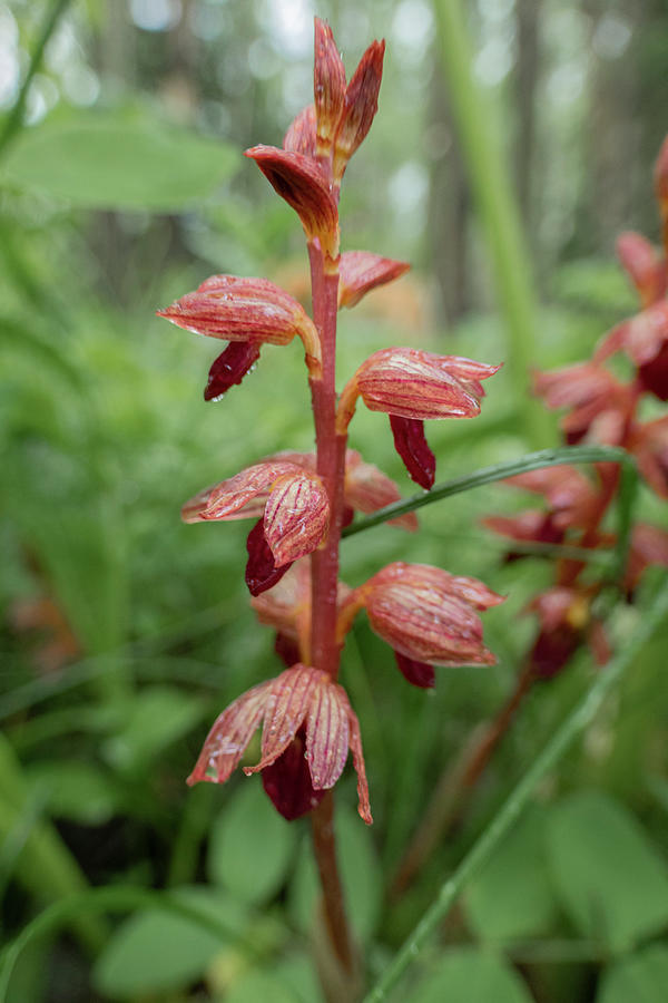 Orchid Photograph - Coral Root Orchid by Phil And Karen Rispin