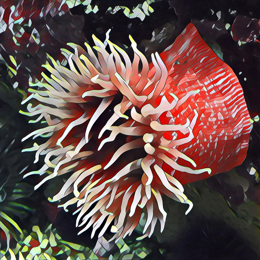 Coral Sea Urchin Photograph by Juliette Becker