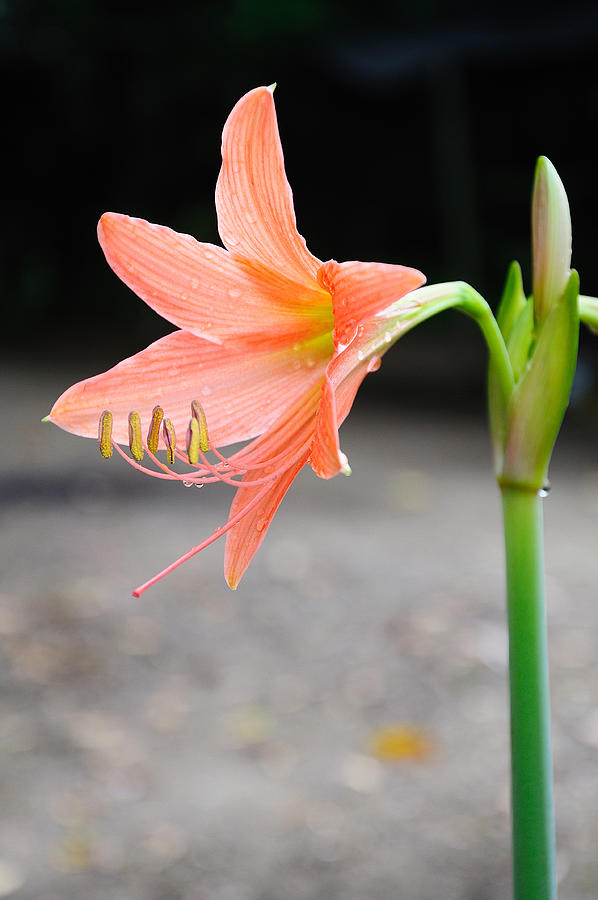 Coral star lily (Hippeastrum sp., Family: Amaryllidaceae) Photograph by Tigger11th