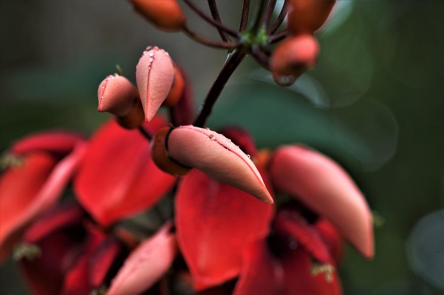 Coral Tree Flower Buds Photograph