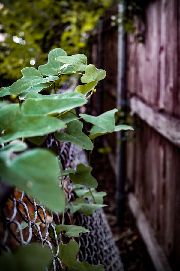 Coralbead Between the Fences Photograph by W Craig Photography