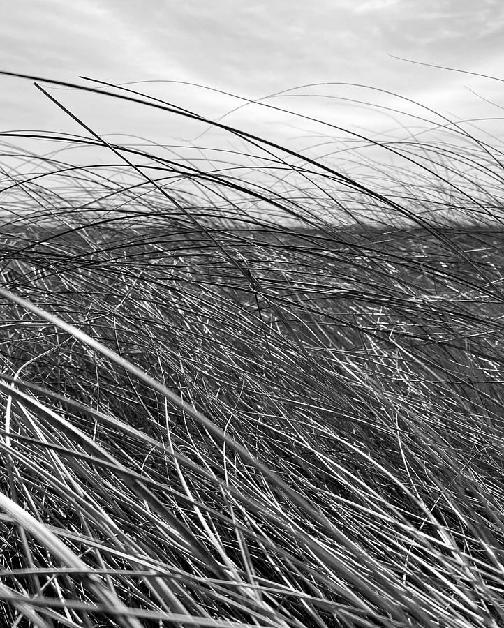Cordgrass Photograph by Alex Blondeau